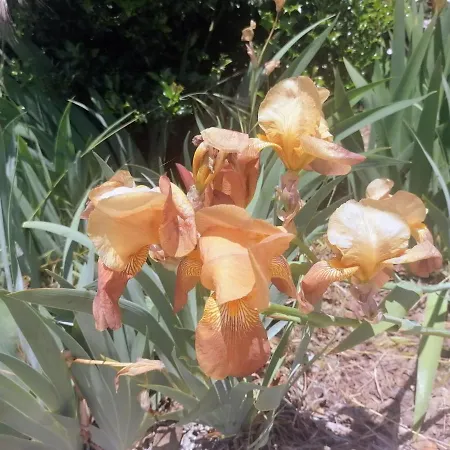 Nyaraló Lirios Da - Granja