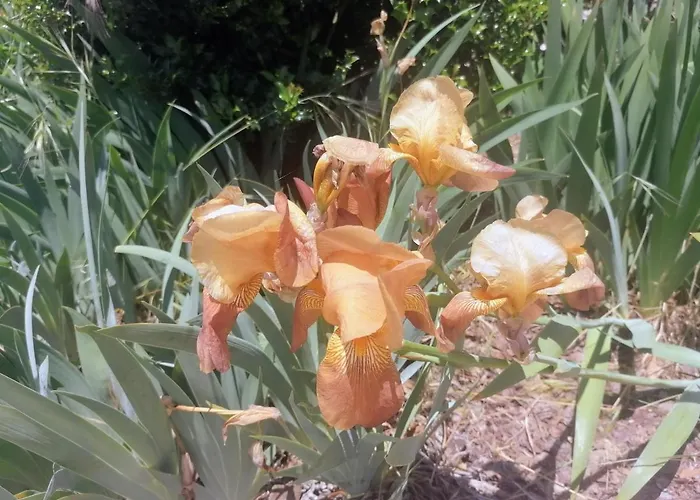 Ferienhaus Lirios Da - Granja (Vila Real)