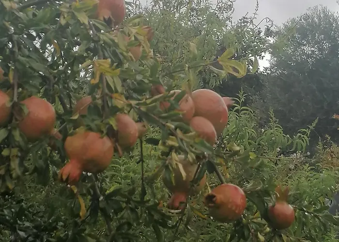 Lirios Da - Nyaraló